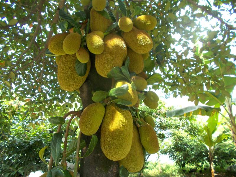 Nangka