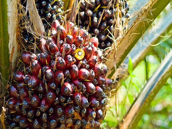 Kelapa sawit