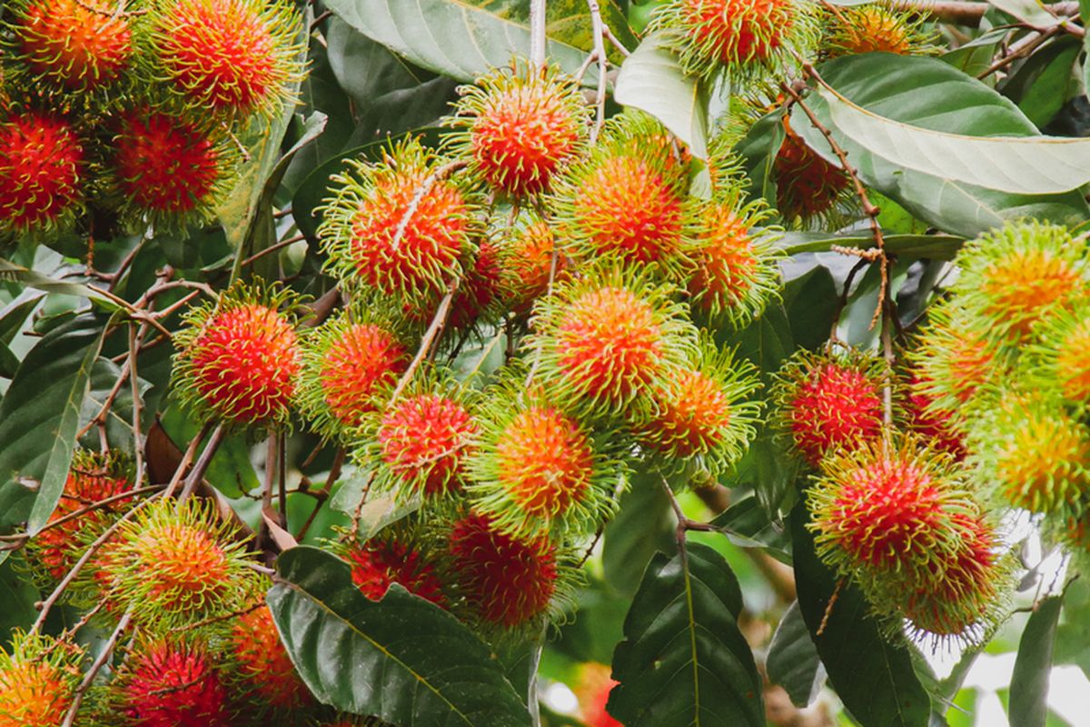 Rambutan