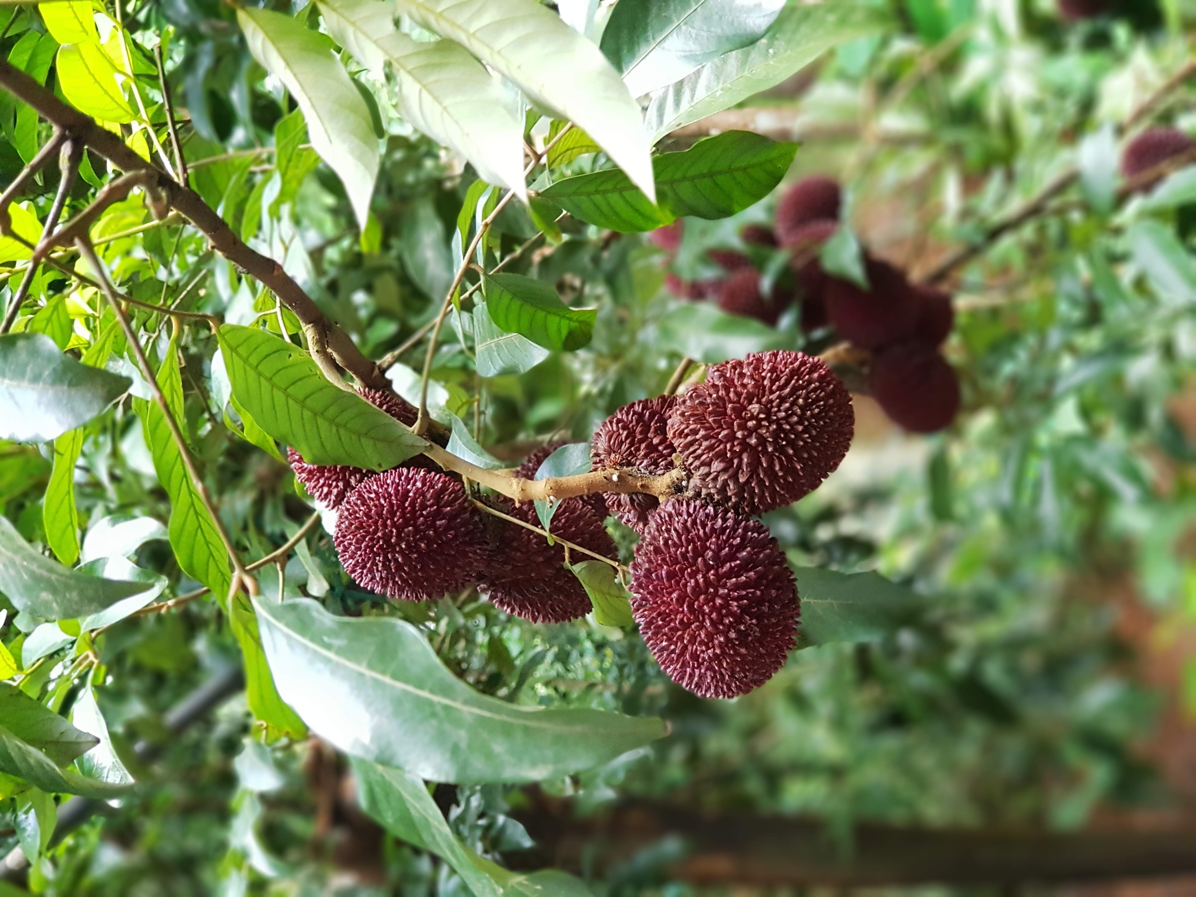 Pulasan/Rambutan Hutan