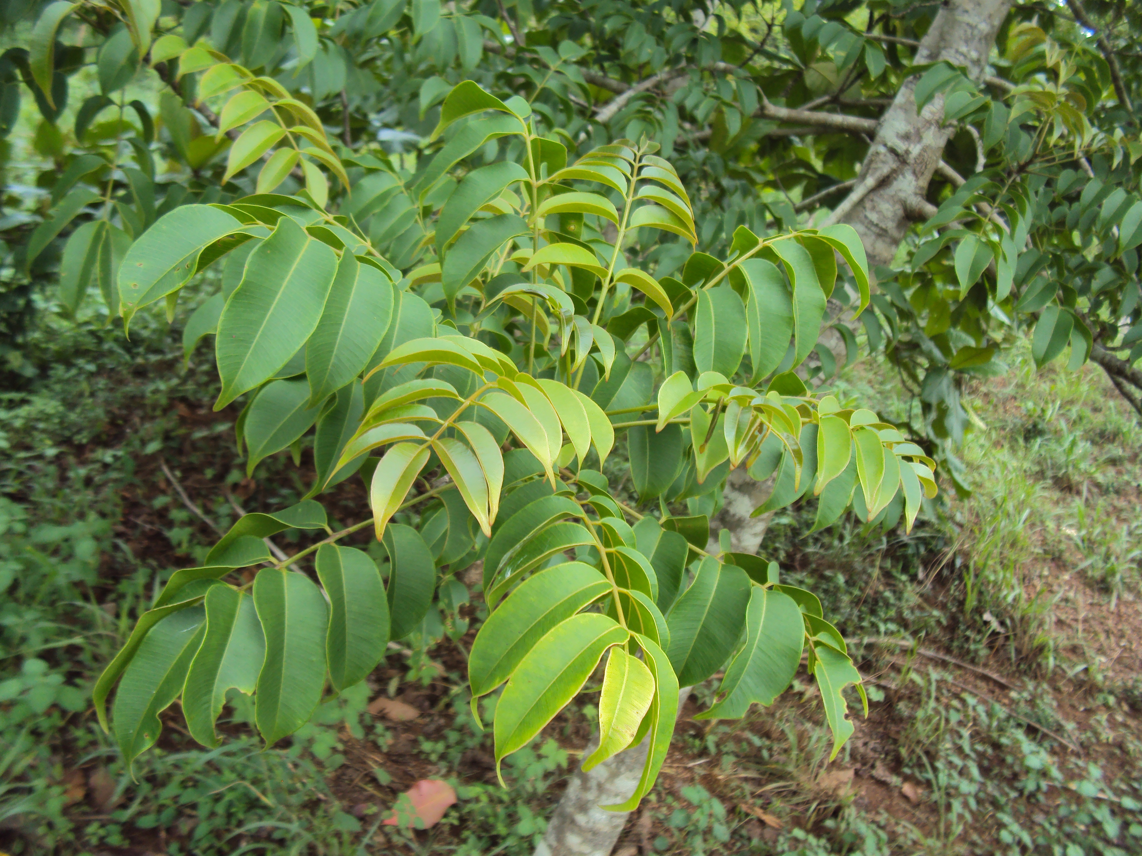 Kedondong Hutan