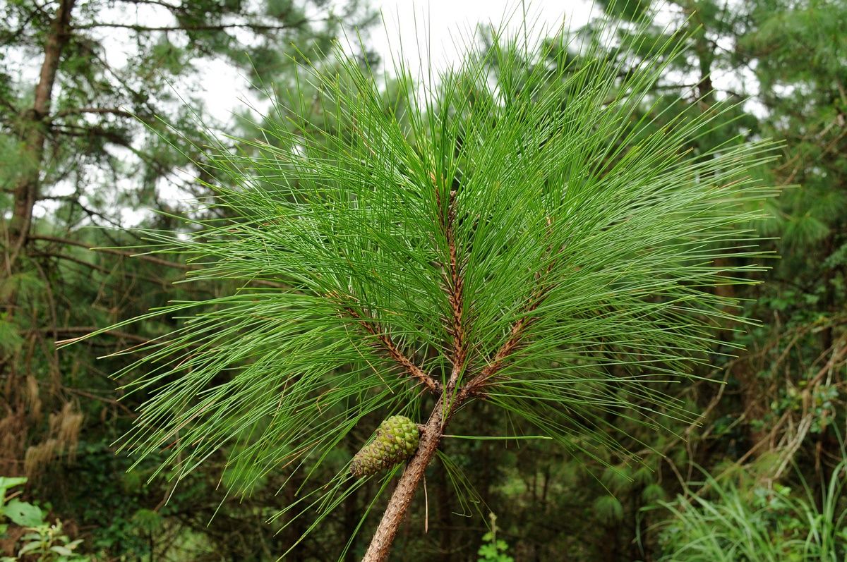 Pinus Filipina