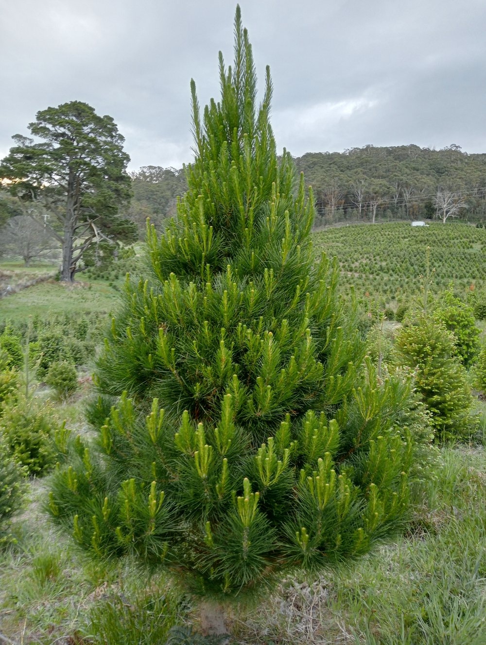 Pinus Australia